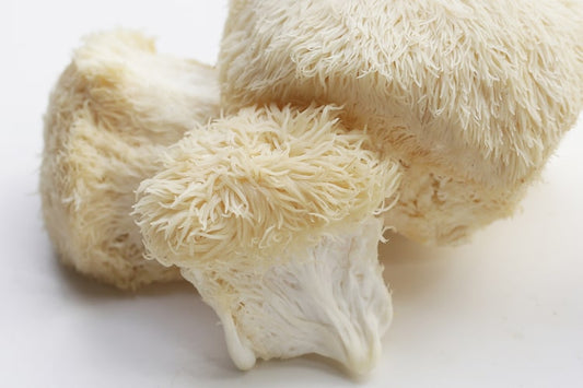 Lion's mane: Vital svamp til hjerne og nerver