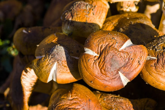 shiitake-svampe-effekte: Sundhedsfordele, aktive forbindelser og medicinske egenskaber