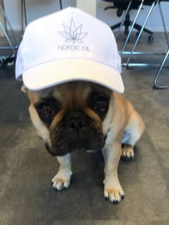Hund med nordicoil hætte 