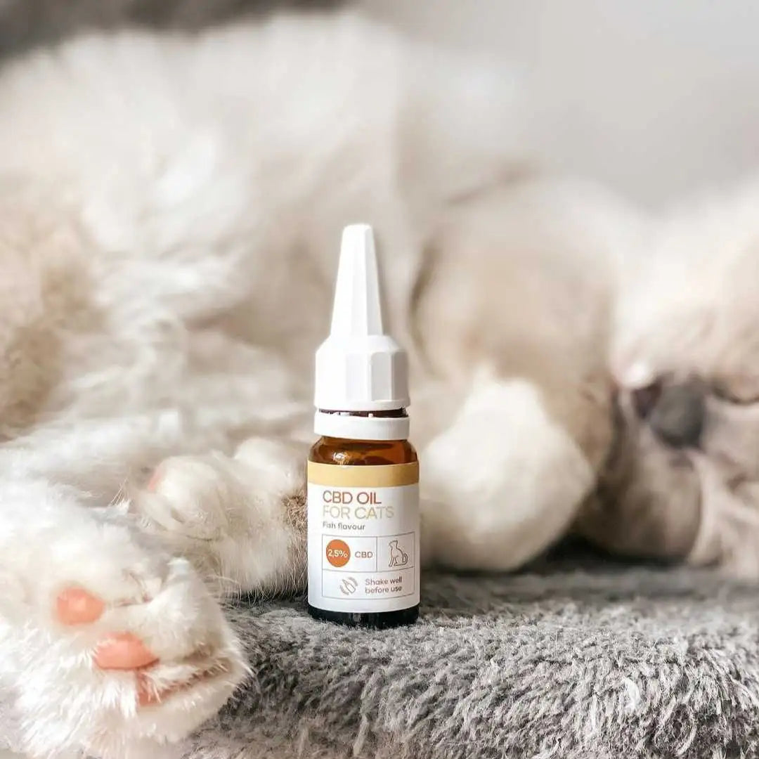 CBD-olie til katte i lille brun glasflaske med dråbedispenser, foran en kattepote.