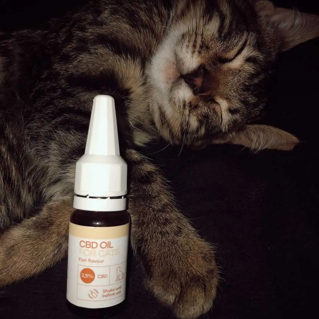 CBD-olie til katte – fiskesmag