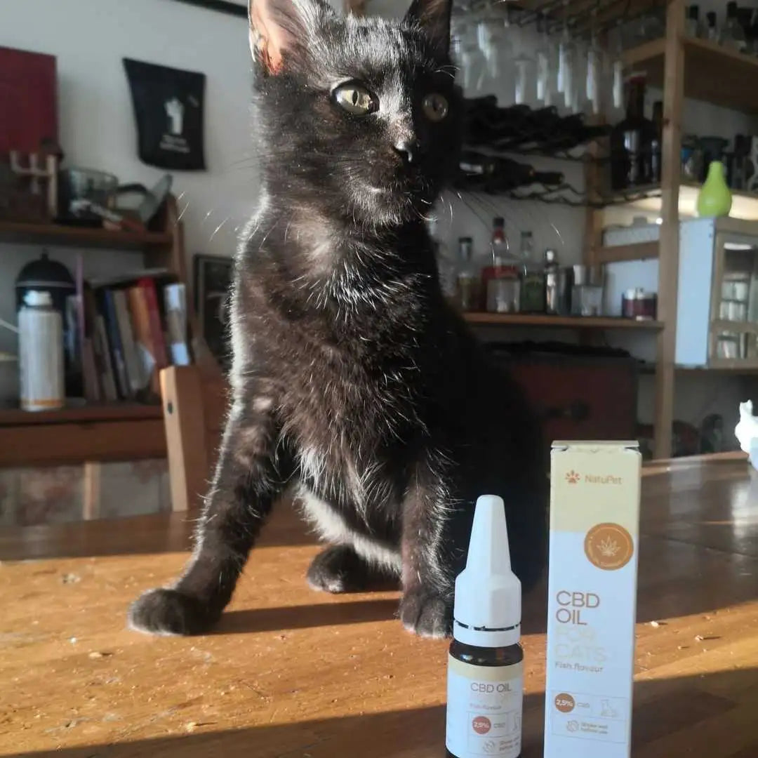 Sort kat ved siden af CBD-olie flaske og æske på træbordet