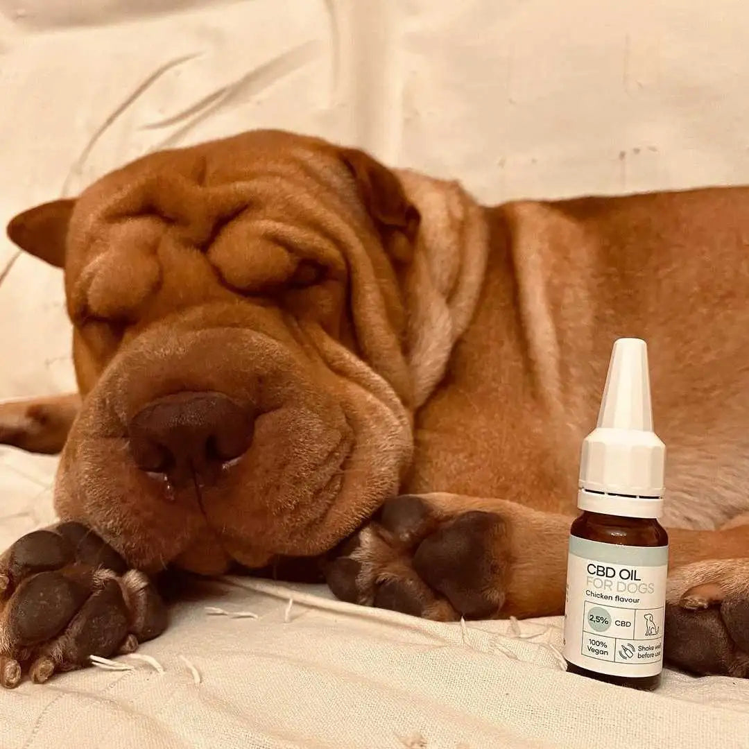 Hund hviler ved siden af en flaske CBD-olie til hunde (kyllingesmag).