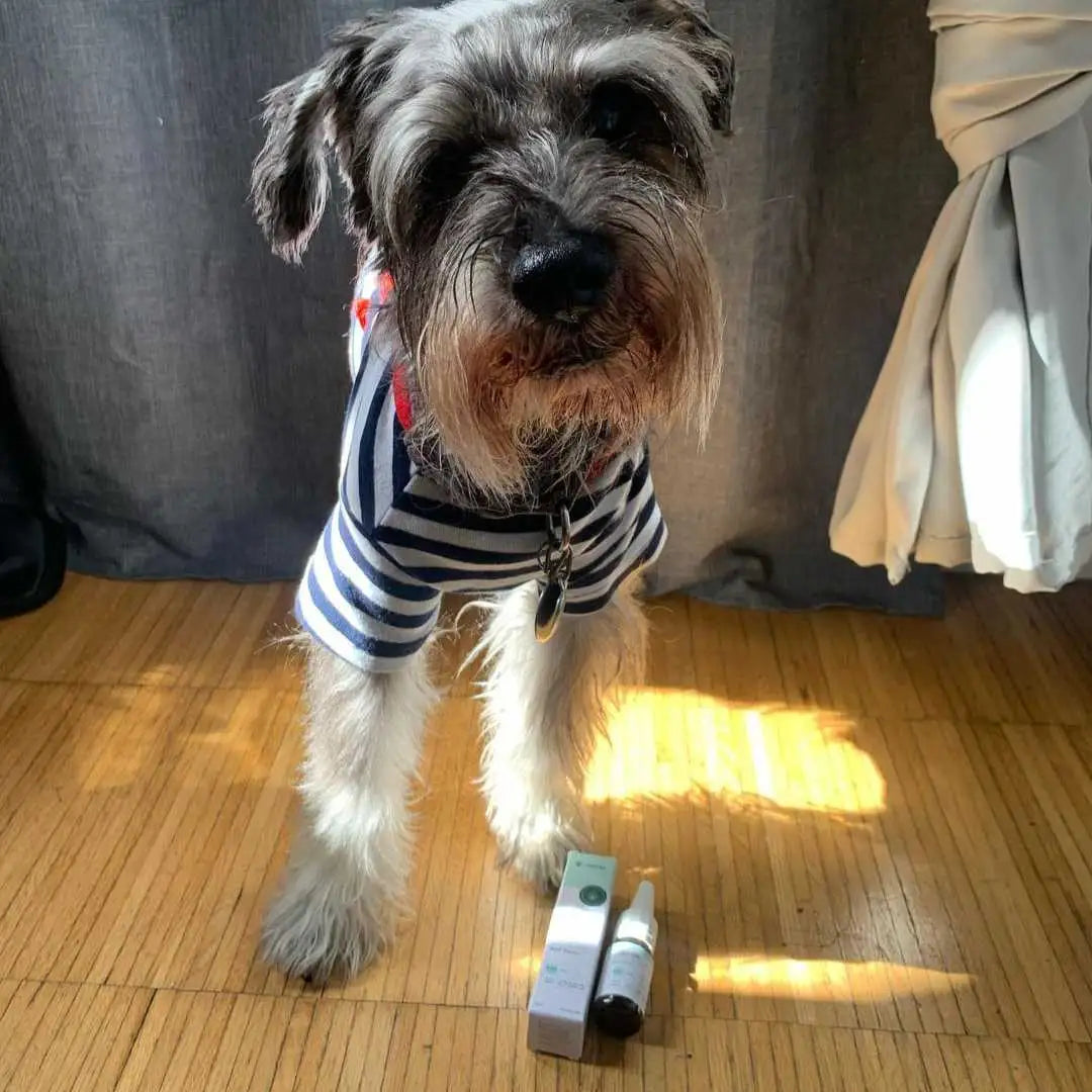 Hund i stribet trøje står på trægulv ved siden af CBD-produkt og emballage.