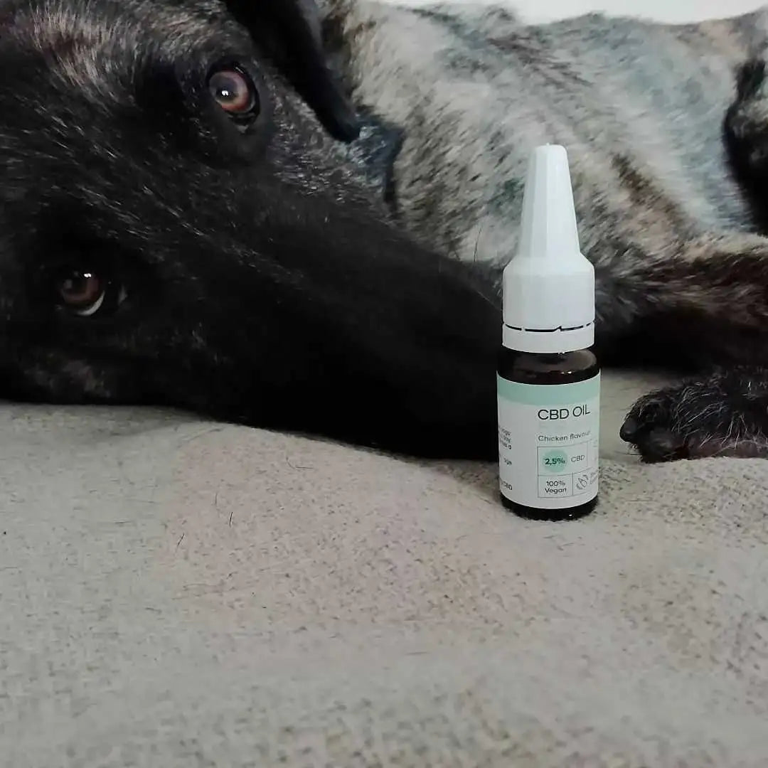 Sort hund ligger tæt ved en flaske CBD-olie med pipette på tæppe