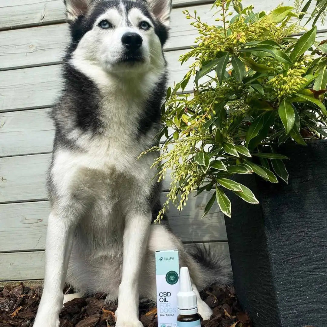 Sibirisk Husky sidder udendørs ved siden af en flaske CBD-olie til hunde og en plante