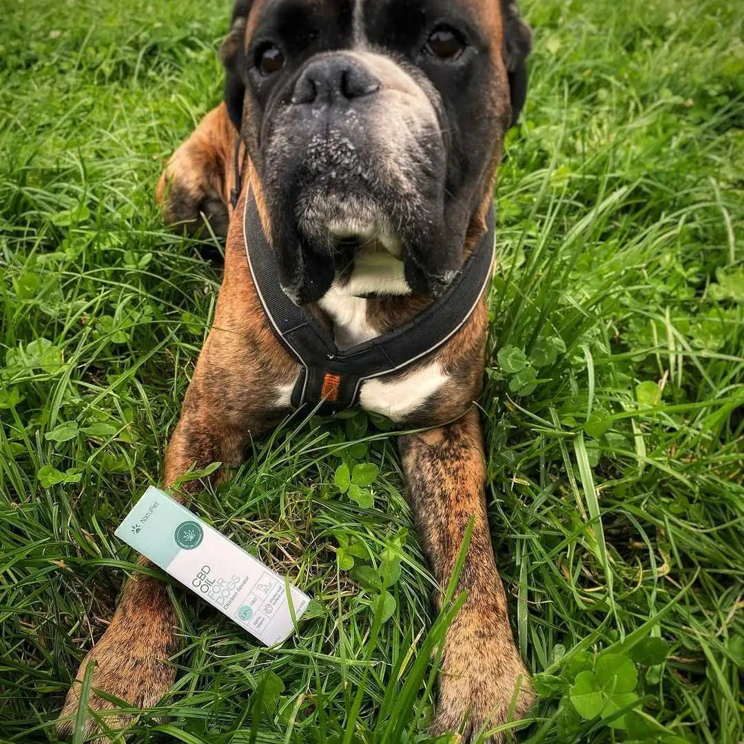 Hund ligger i græs med en CBD-olie emballage ved sin pote