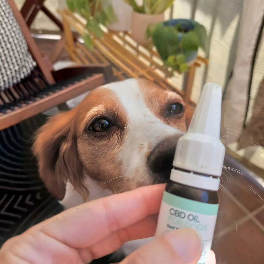 Nærbillede af en hund, der undersøger en CBD-olie dropperflaske.