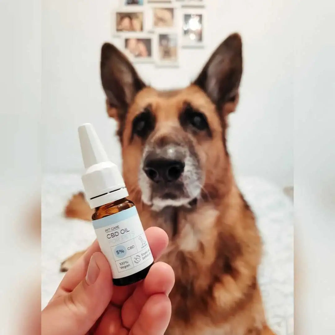 CBD-olie flaske med pipette i forgrunden, hund i baggrunden
