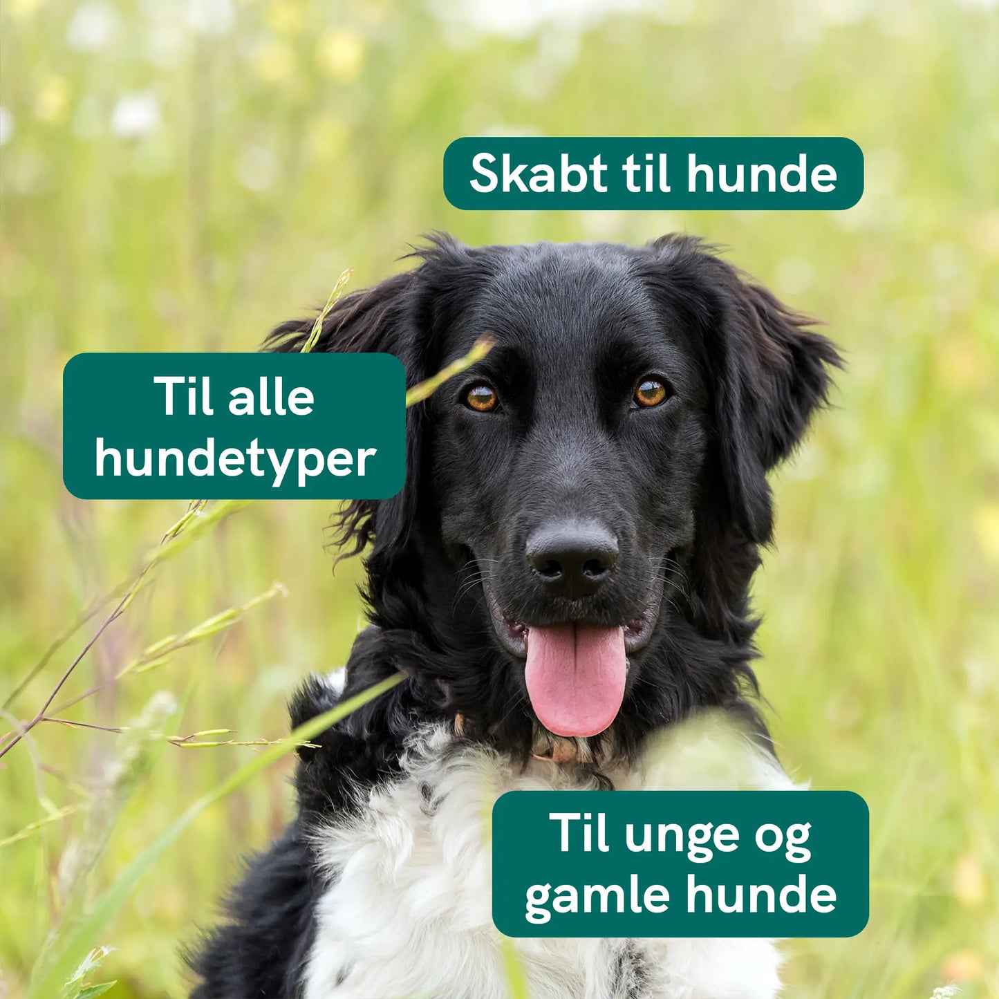 Sort og hvid hund i en græsmark med grønne tekstbobler, der siger Skabt til hunde, Til alle hundetyper og Til unge og gamle hunde.
