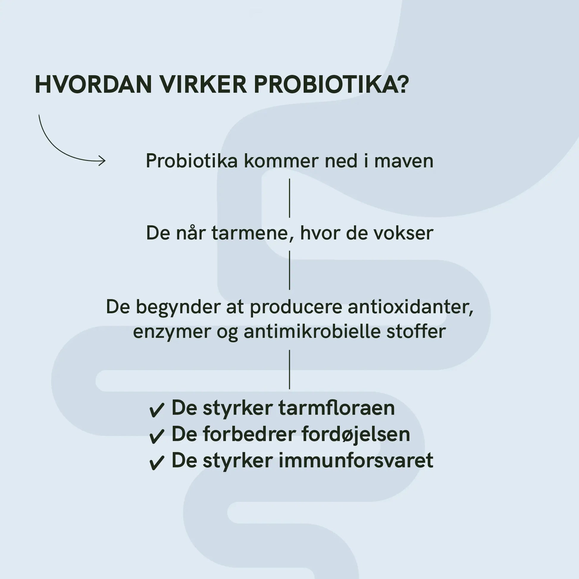 Infografik: Sådan virker probiotika — probiotika kommer ned i maven, når de når tarmene og vokser, og de begynder at producere antioxidander, enzymer og antimikrobielle stoffer, som styrker tarmfloraen, fordøjelsen og immunforsvaret.